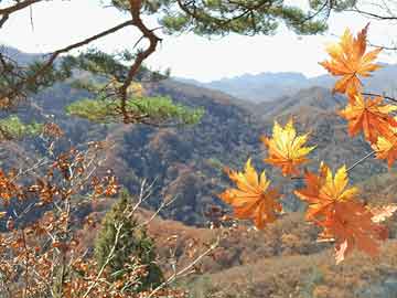 最近上海昨日新增本土45例(上海新增病例)